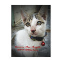 Kittens Are Angels With Whiskers postcards by Heartworks Kittens Are Angels With Whiskers postcards