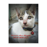 Kittens Are Angels With Whiskers Postcard