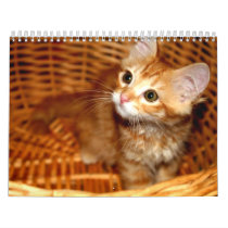 Kittens! calendars