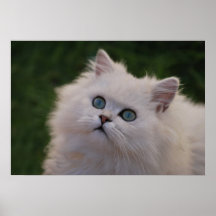 Kittens curiosity posters