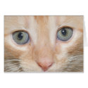 Kitten's face cards by trevor_hirst Kitten's face cards