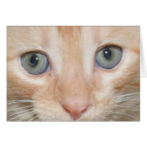 Kitten's face cards