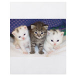Kittens flyers