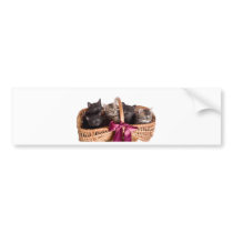 kittens in a wicker basket bumper stickers