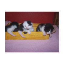 kittens in box postcards by KatAnnette kittens in box postcards