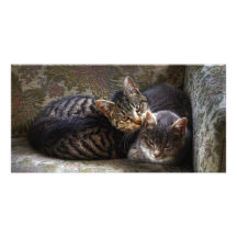 Kittens in chair photo card