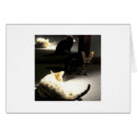 kittens In Mirror cards by miapple1963 kittens In Mirror cards