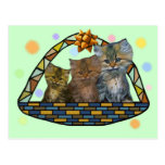 Kittens in the Cradle Post Card