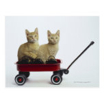 Kittens in wagon postcard