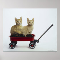Kittens in wagon posters