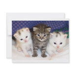 Kittens Custom Invitation