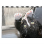 Kittens, kittens! wall calendar