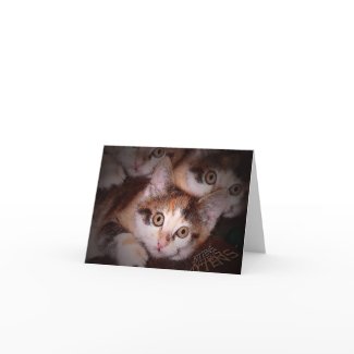 Kittens,Kittens,Kittens Greeting Card card