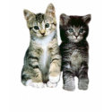 Kittens Ladies T-Shirt