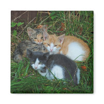 Kittens Magnet