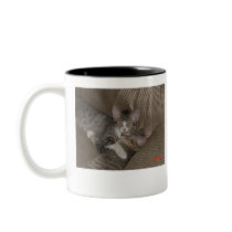 Kittens mugs