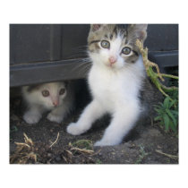 Kittens on the Farm posters by designerdave Kittens on the Farm posters