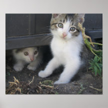 Kittens on the Farm Print