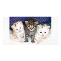 Kittens photo cards by oddbob Kittens photo cards