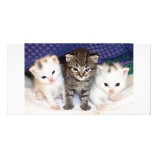 Kittens photocard
