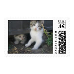 Kittens Playing on the Farm Stamps