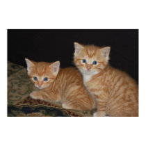 Kittens posters