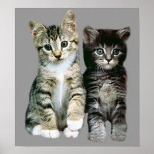 Kittens Poster