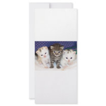 Kittens Custom Rack Cards
