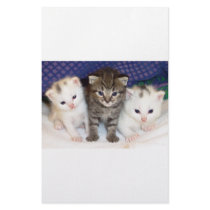 Kittens stationery by oddbob Kittens stationery