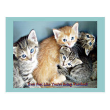 Kittie Fun Postcard
