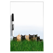 Kitties in grass Dry-Erase whiteboards