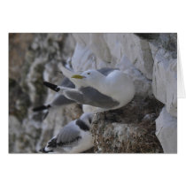Kittiwake Card