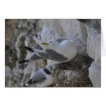 Kittiwake Card
