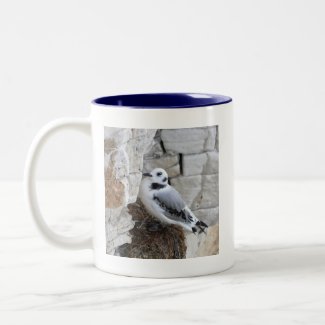 Kittiwake Chick Coffee Mugs