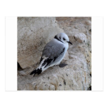 Kittiwake Chick Postcard