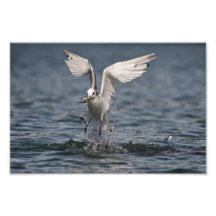 Kittiwake fishing photographic print
