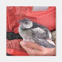Kittlitz's Murrelet Magnet