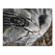 Kittten Closeup Post Card