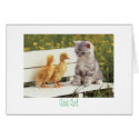 kitty and ducks Chick Chat cards by trish1968 kitty and ducks Chick Chat cards