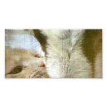Kitty and Goat Friends Photographic Print