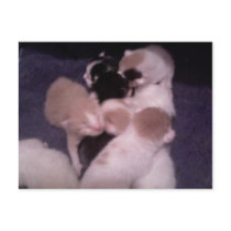 Kitty babies Postcard by KatAnnette Kitty babies Postcard
