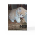 Kitty Birthday cards