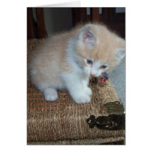 Kitty Birthday Card