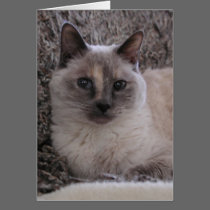 Kitty Blue's portrait cards