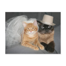 Kitty Bride and Groom postcards