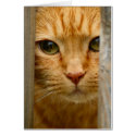 Kitty Card