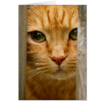 Kitty Card