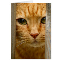 Kitty Card