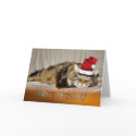 KITTY CAT CHRISTMAS cards by GOLDENJACKAL KITTY CAT CHRISTMAS cards