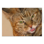 kitty cat kiss cards